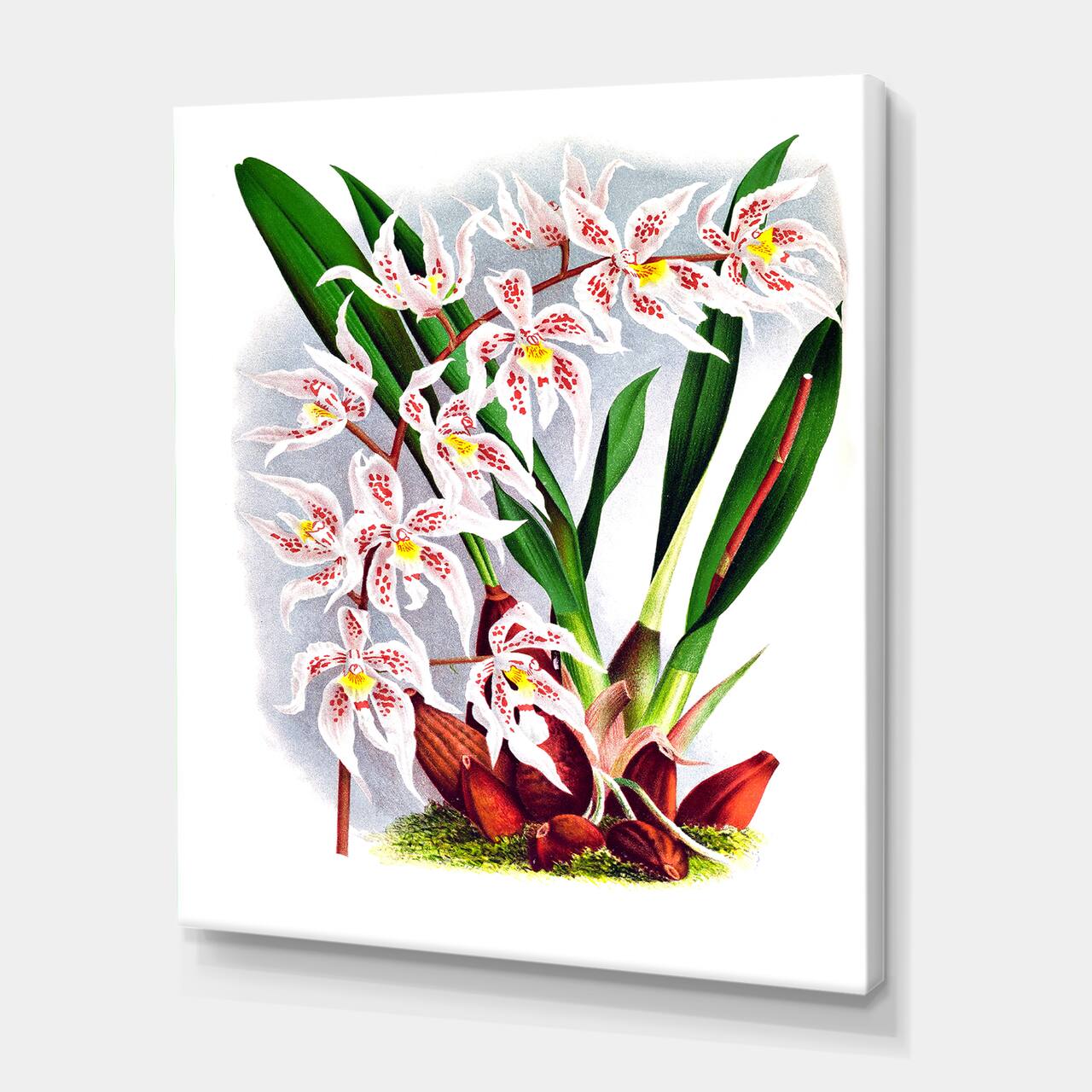 Designart - Vintage White Orchid Flower II - Traditional Canvas Wall Art Print